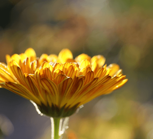 Segulah for good health